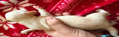 Chihuahua Puppy 1