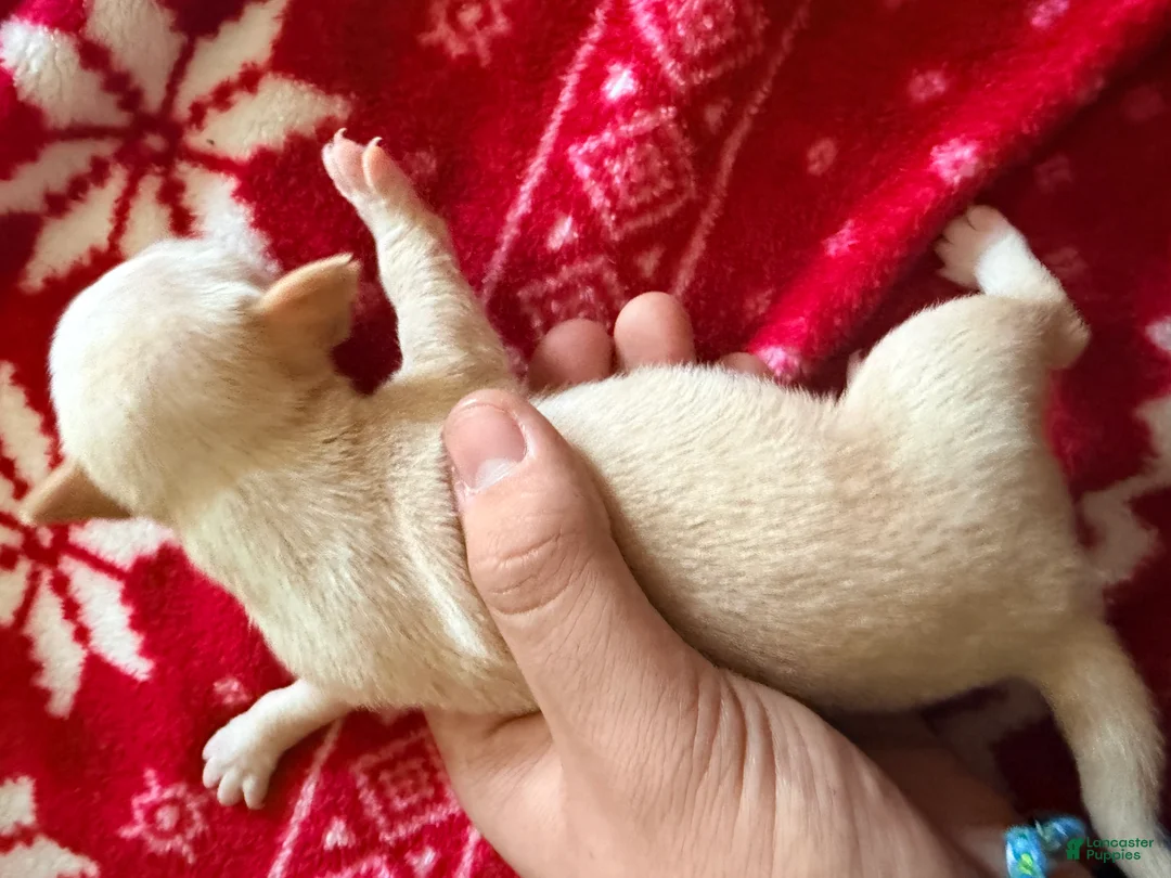 Chihuahua dogs for sale: Chihuahua Puppy 1 - Ad 1