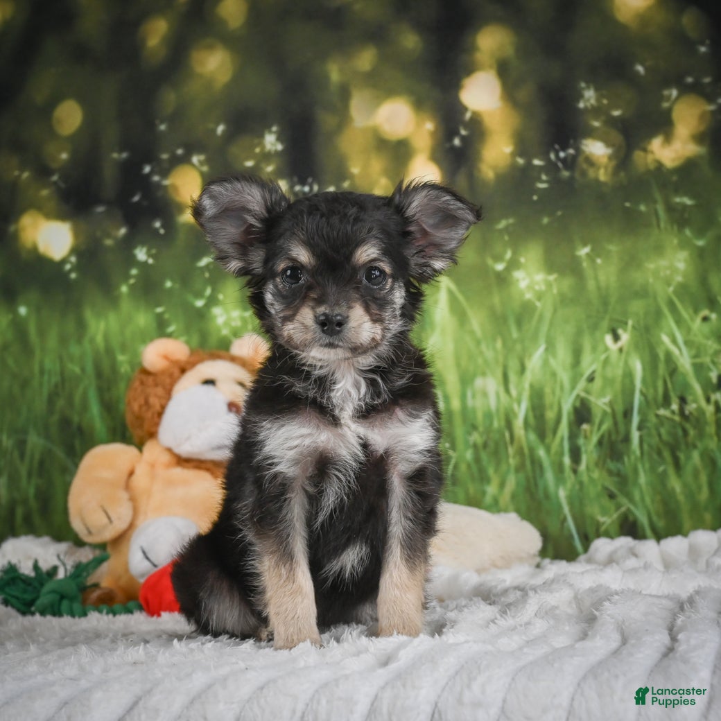 Chihuahua dogs Prince - Ad 1