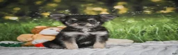 Chihuahua dogs for sale: Prince - Ad 1