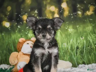 Chihuahua dogs for sale: Prince - Ad 3