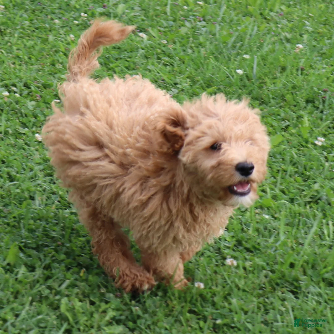 Mini Goldendoodle dogs for sale: Felix - Ad 2