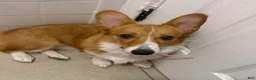 American Corgi dogs for sale: American Corgi 1 - Ad 9