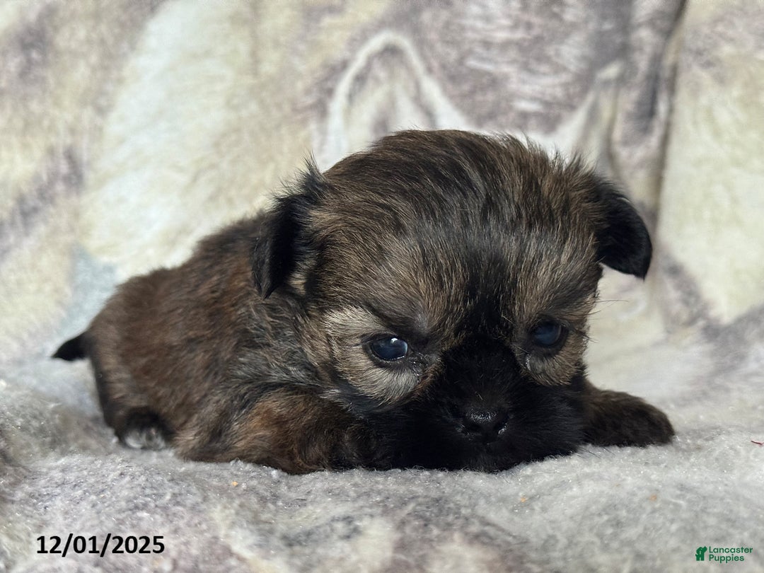 Shorkie dogs for sale: Benny - Ad 4