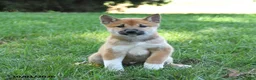 Shiba Inu dogs for sale: Grizzly - Ad 4