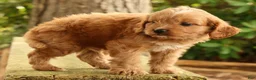 Cavapoo dogs for sale: Seth - Ad 5