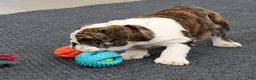 English Bulldog dogs for sale: Ruger - Ad 3