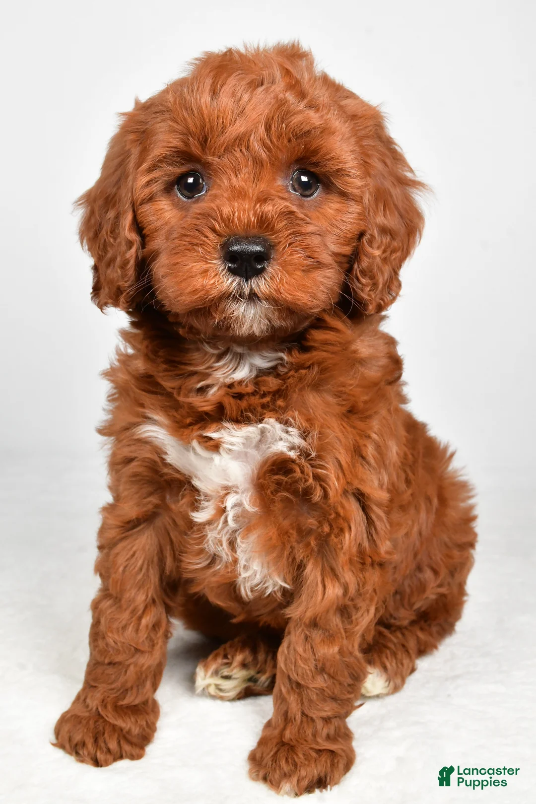 Cavapoo dogs for sale: Hudson - Ad 2