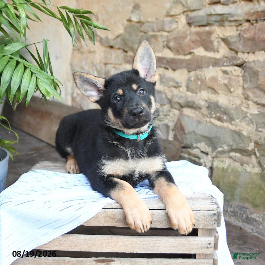 German Shepherd dogs Nevada - Ad 2