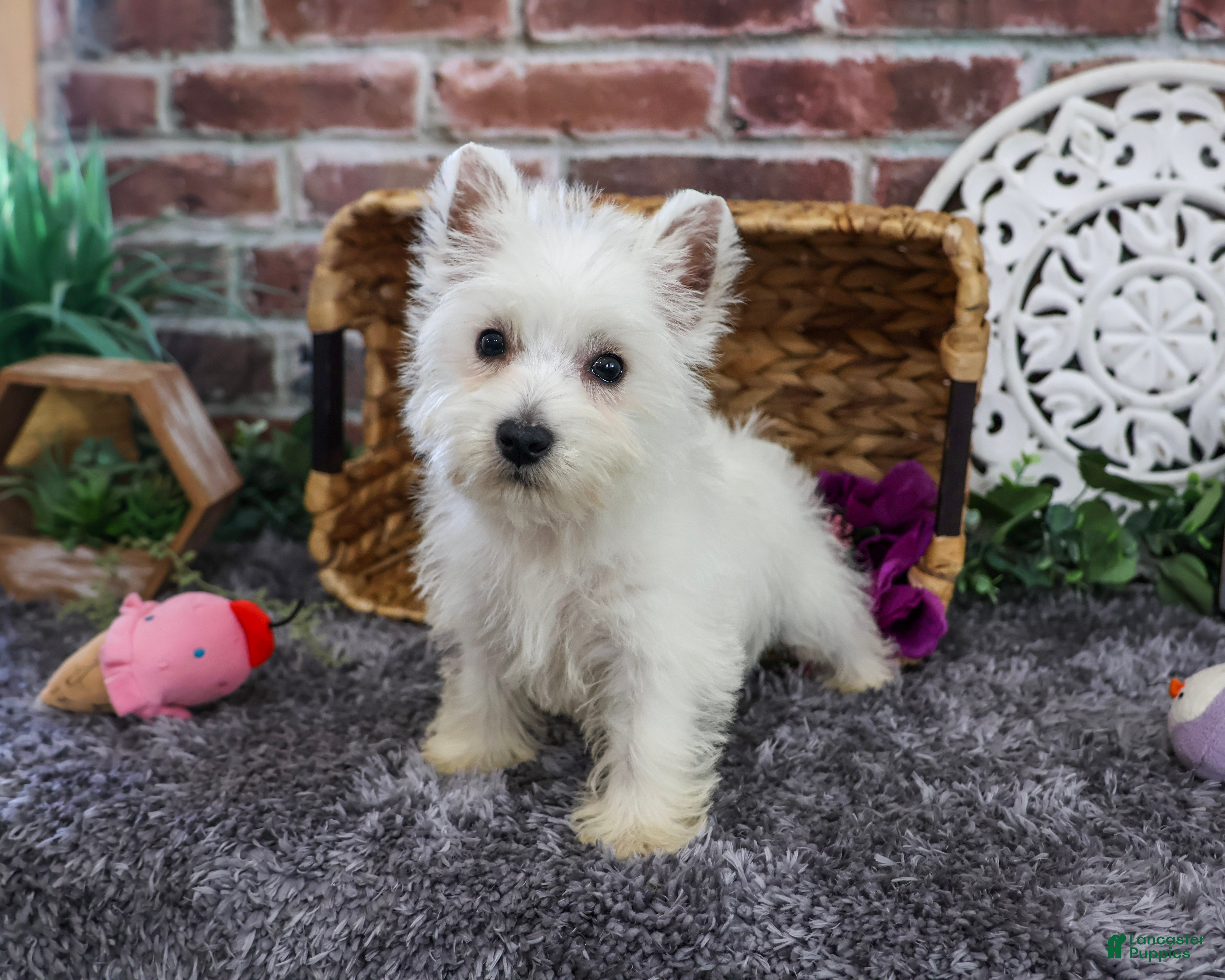 West Highland Terrier dogs Fiona  - Ad 1