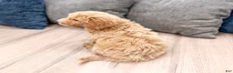 Miniature Labradoodle dogs for sale: Klark - Ad 4