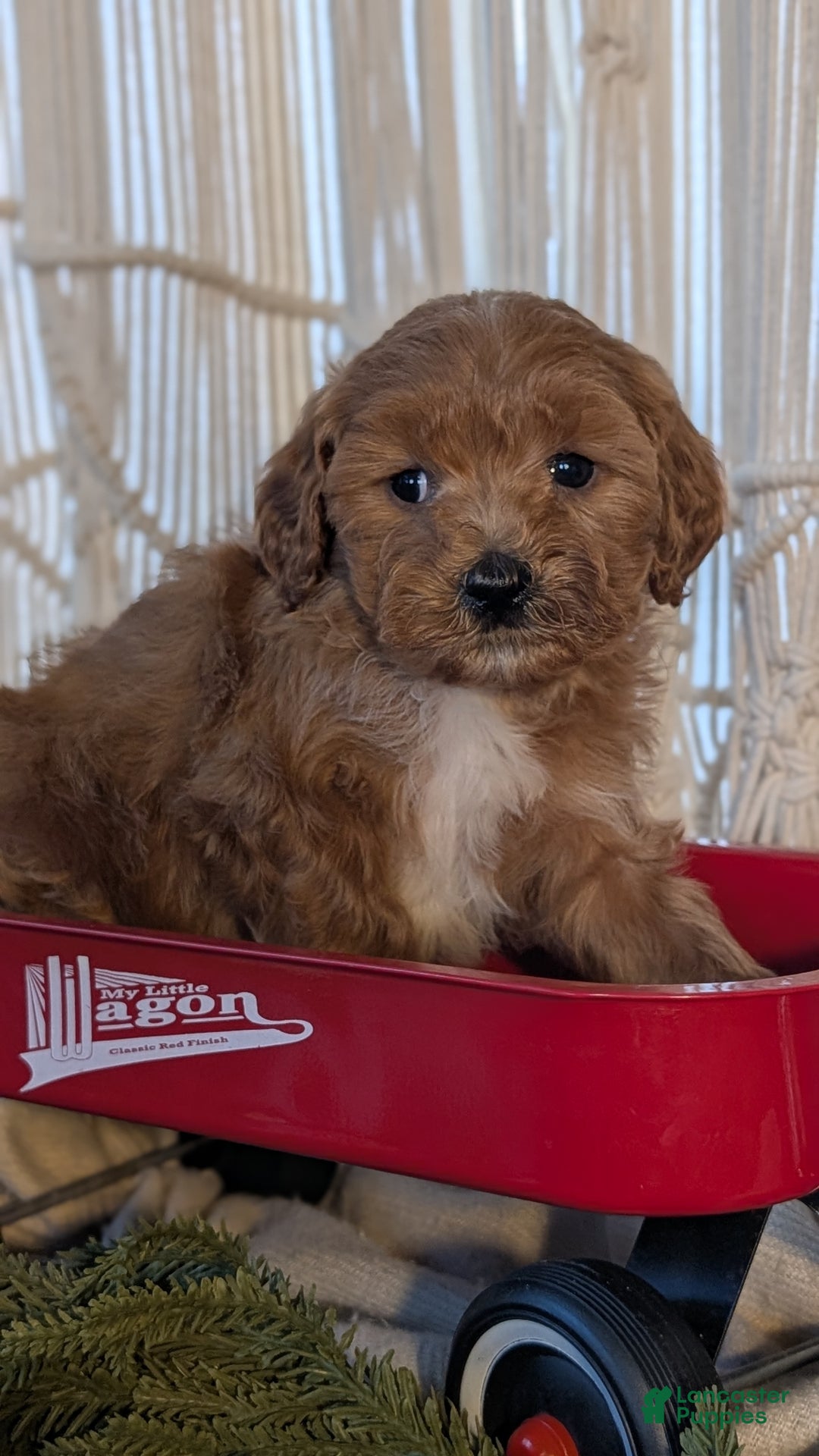 Cavapoo dogs for sale: Apollo - Ad 8