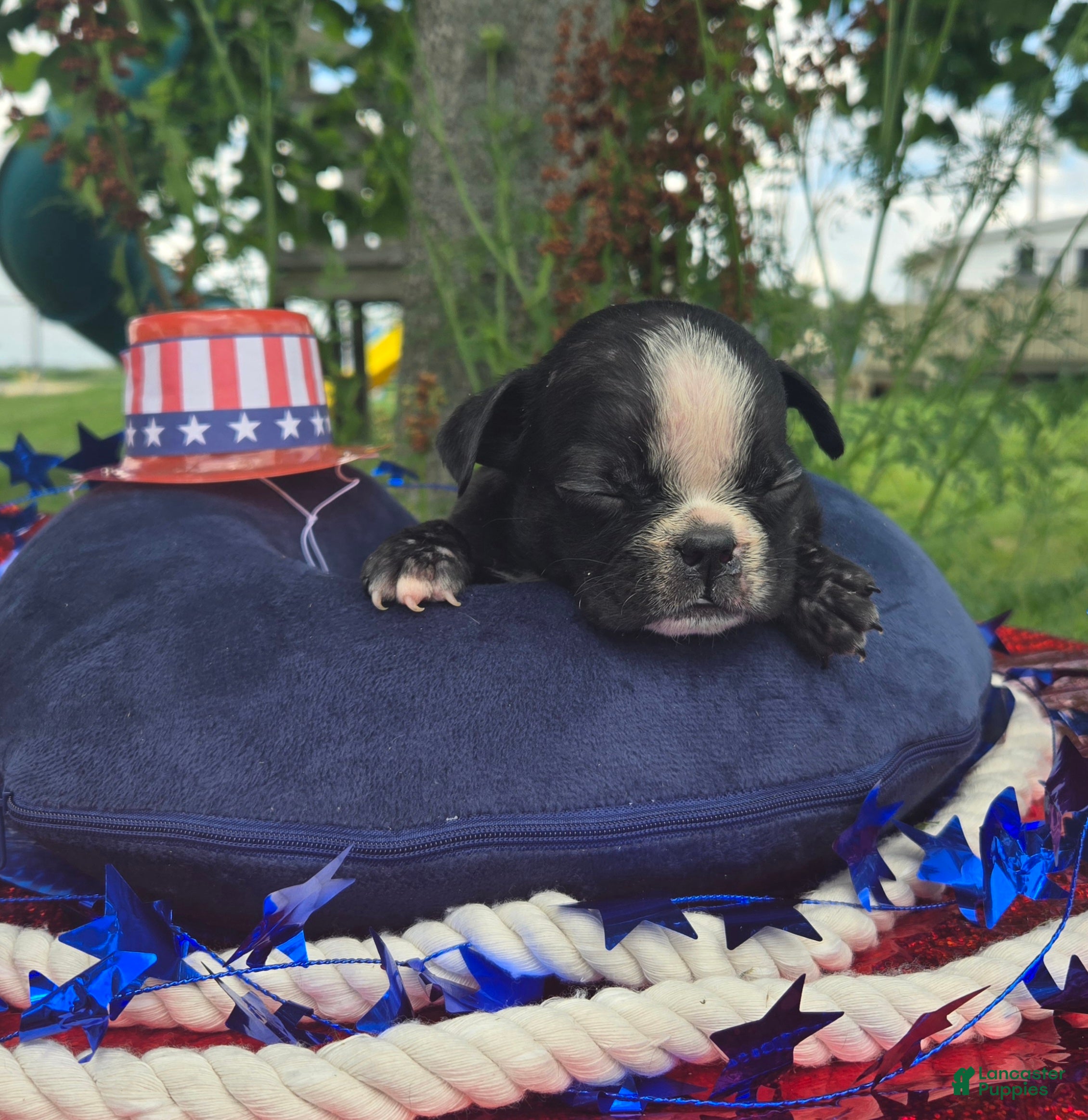 Olde English Bulldogge dogs Jessie - Ad 2