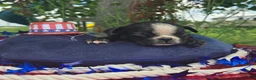 Olde English Bulldogge dogs for sale: Jessie - Ad 7