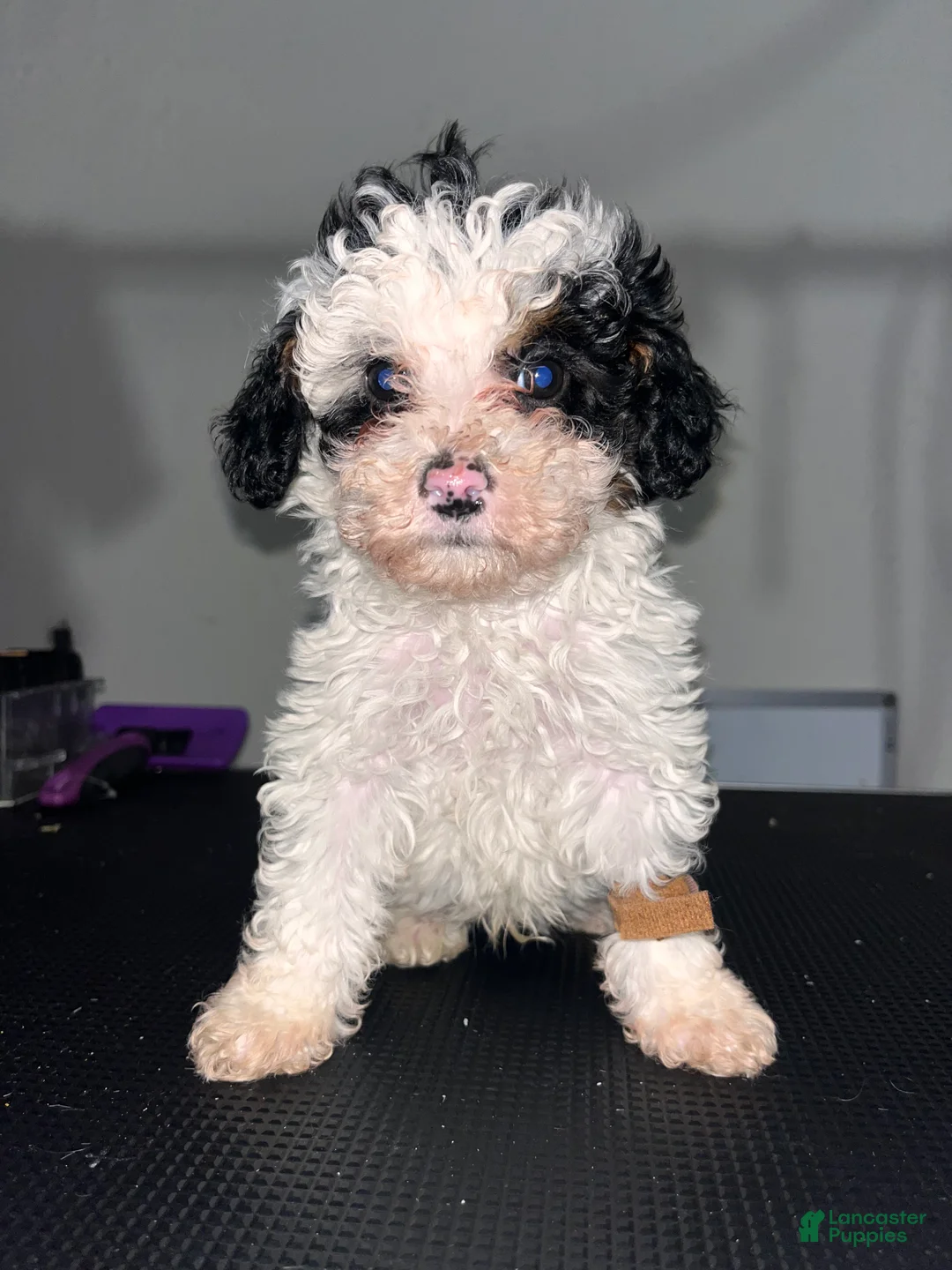 Miniature Poodle dogs for sale: Miniature Poodle 1 - Ad 1