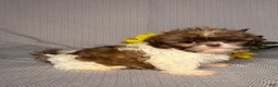 Shih Tzu dogs for sale: Luna - Ad 3