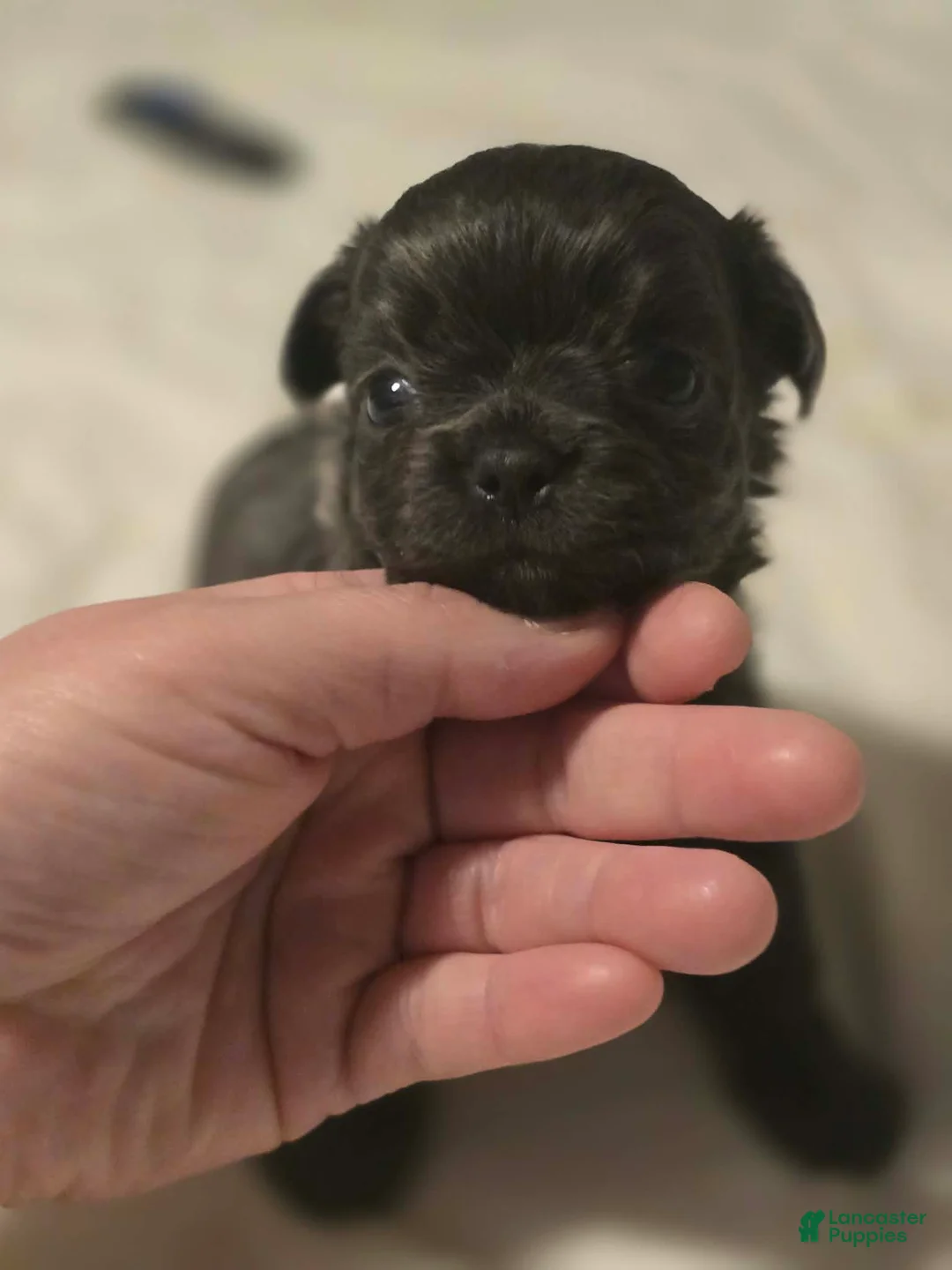 Chihuahua dogs for sale: landon - Ad 1