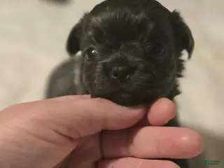 Chihuahua dogs landon - Ad 6