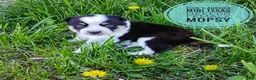 Mixed Breed dogs for sale: Mopsy  - Ad 4