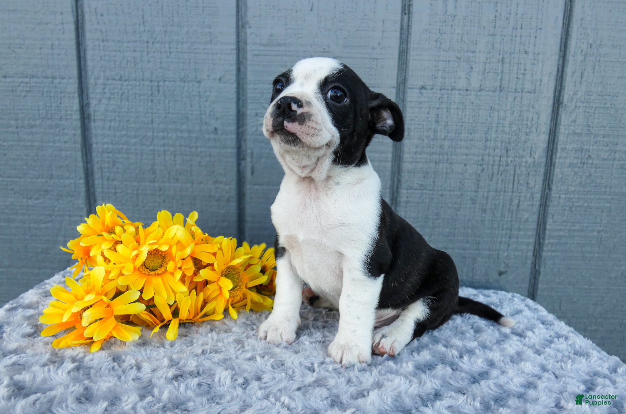 Mixed Breed dogs Stormie - Ad 1
