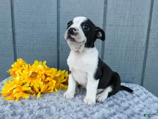 Mixed Breed dogs for sale: Stormie - Ad 2