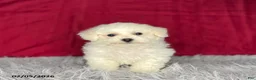 Bichon Frise dogs for sale: Snowball - Ad 1