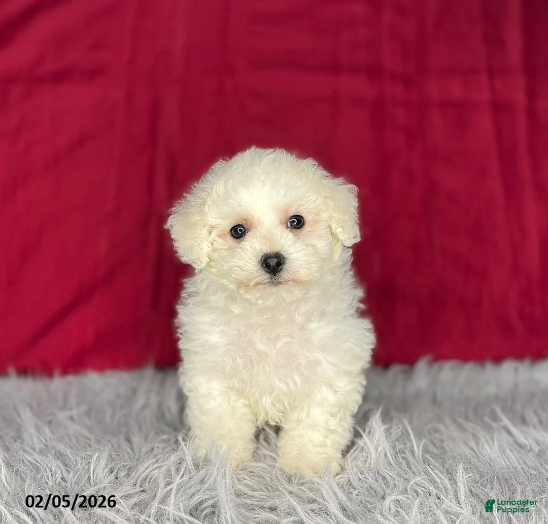 Bichon Frise dogs for sale: Snowball - Ad 1