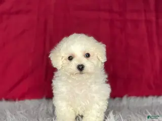 Bichon Frise dogs Snowball - Ad 14