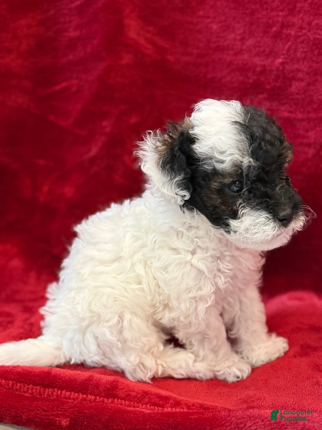 Mini Bernedoodle dogs for sale: Moet - Ad 5