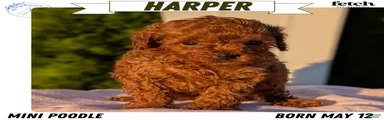 Harper