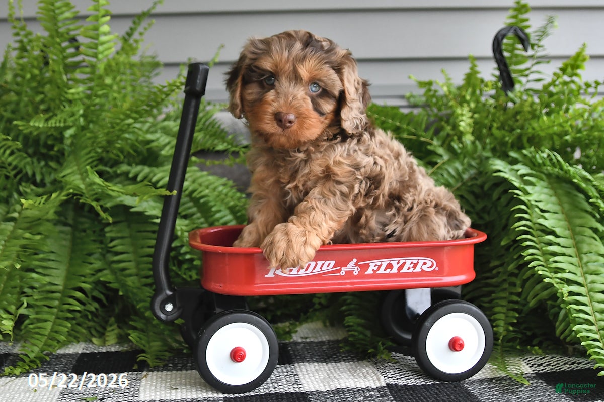 Cavapoo dogs Victor - Ad 1