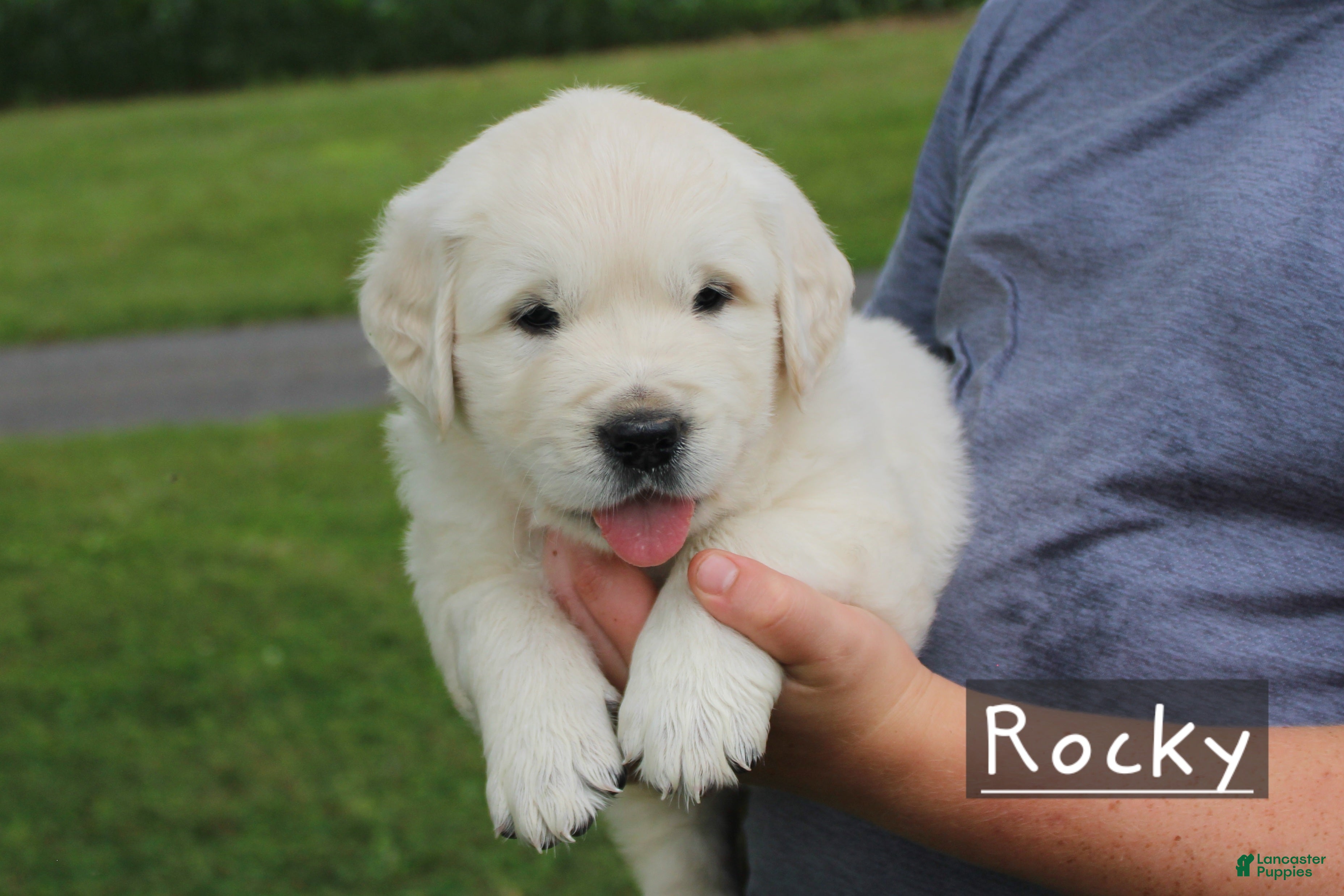 Golden Retriever dogs Rocky - Ad 2
