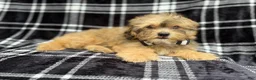 Shihpoo dogs for sale: Diego - Ad 6