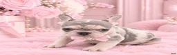 French Bulldog dogs for sale: French Bulldog 1 - Ad 1