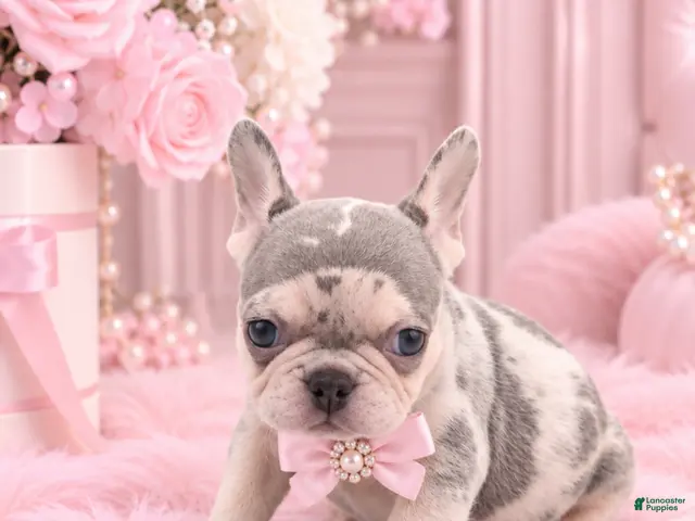 French Bulldog dogs for sale: French Bulldog 1 - Ad 1
