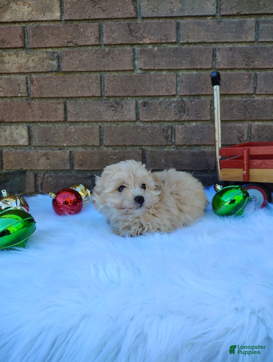 Chipoo dogs for sale: Nena - Ad 2