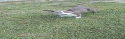 American Pit Bull Terrier dogs for sale: American Pit Bull Terrier 4 - Ad 6