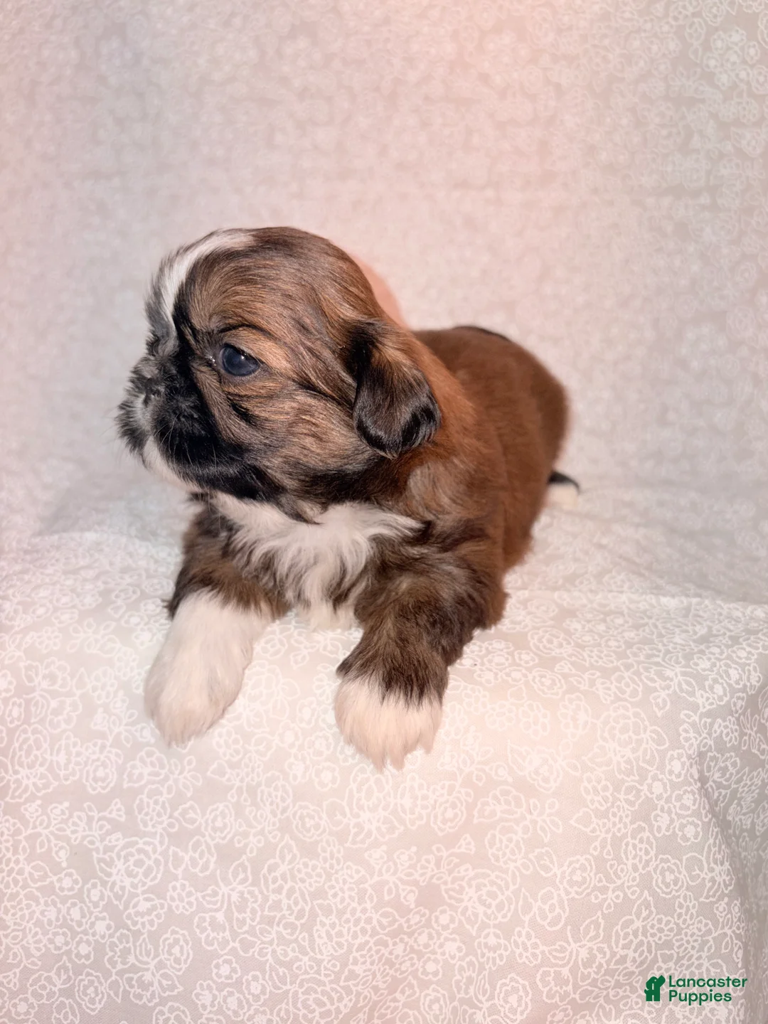 Shih Tzu dogs for sale: Mork - Ad 4