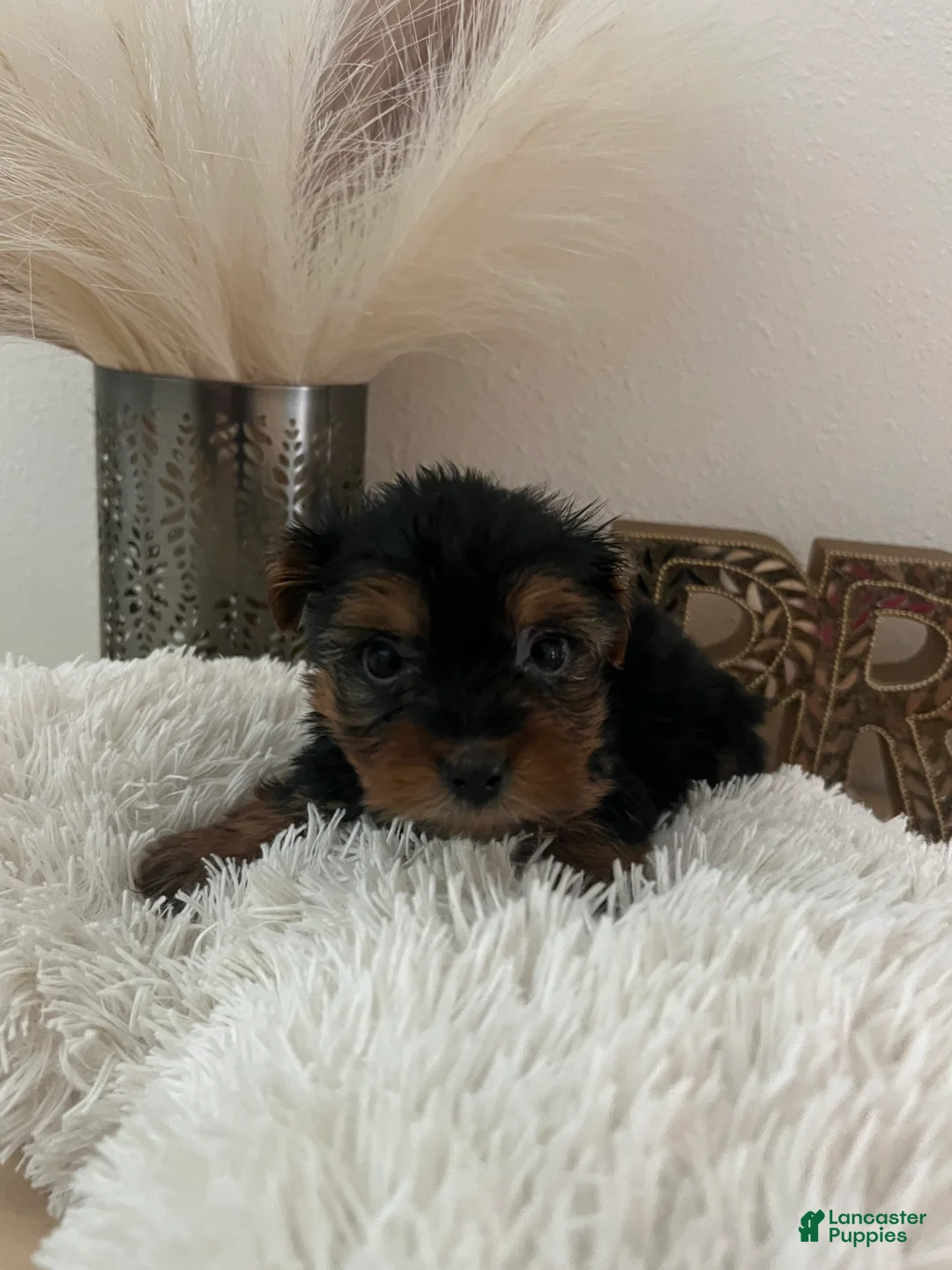 Yorkshire Terrier dogs for sale: Yorkshire Terrier Puppy 3 - Ad 4