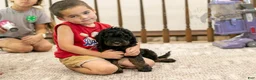 Bernedoodle dogs for sale: Acadia - Ad 39