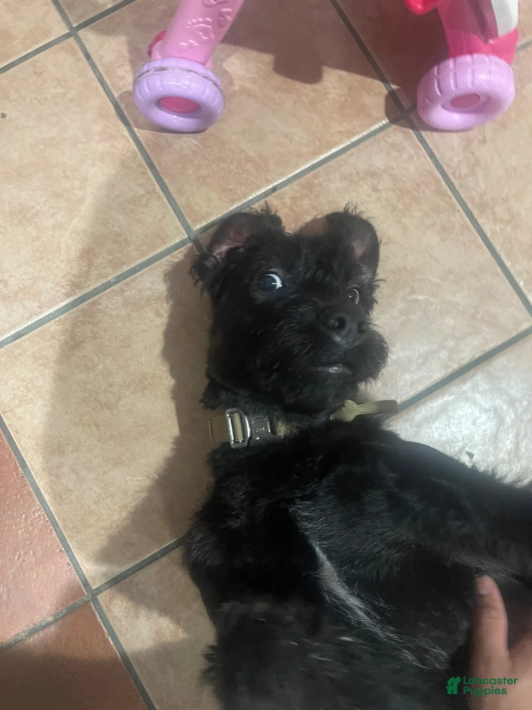 Mixed Breed dogs for sale: Kodah  - Ad 1