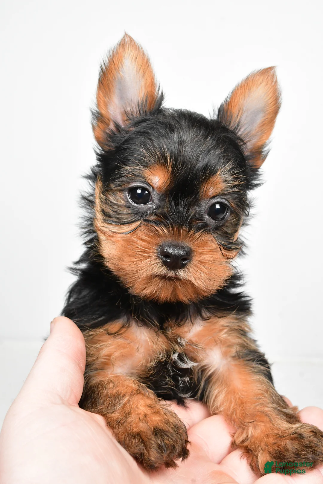 Yorkshire Terrier dogs for sale: Hannah - Ad 9