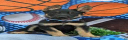 German Shepherd dogs for sale: Pearson - Ad 6