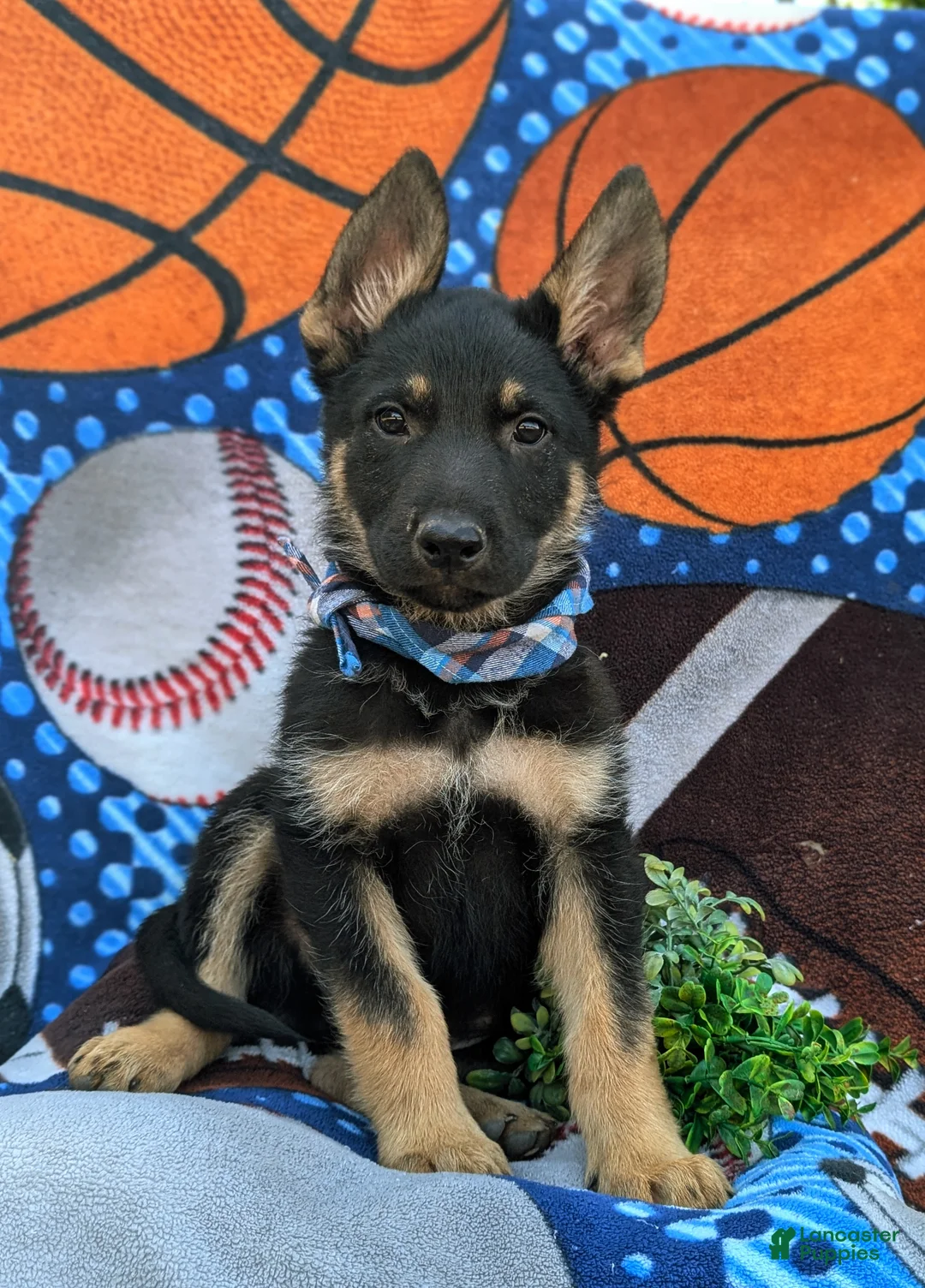 German Shepherd dogs for sale: Pearson - Ad 6
