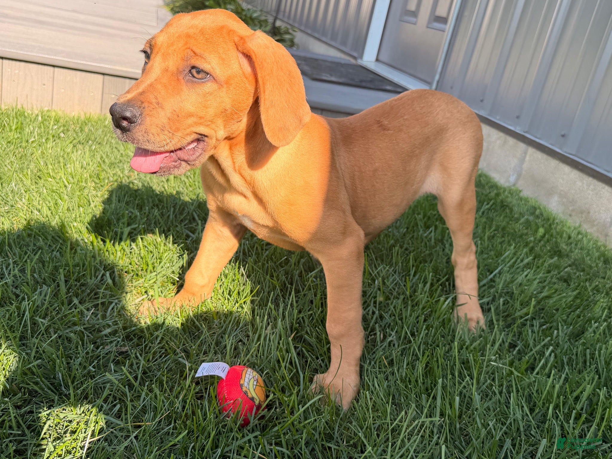 Great Dane dogs Melody  - Ad 2