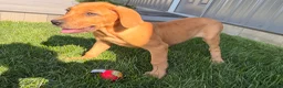 Great Dane dogs for sale: Melody  - Ad 2