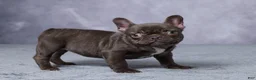 French Bulldog dogs for sale: Chloe - Ad 3
