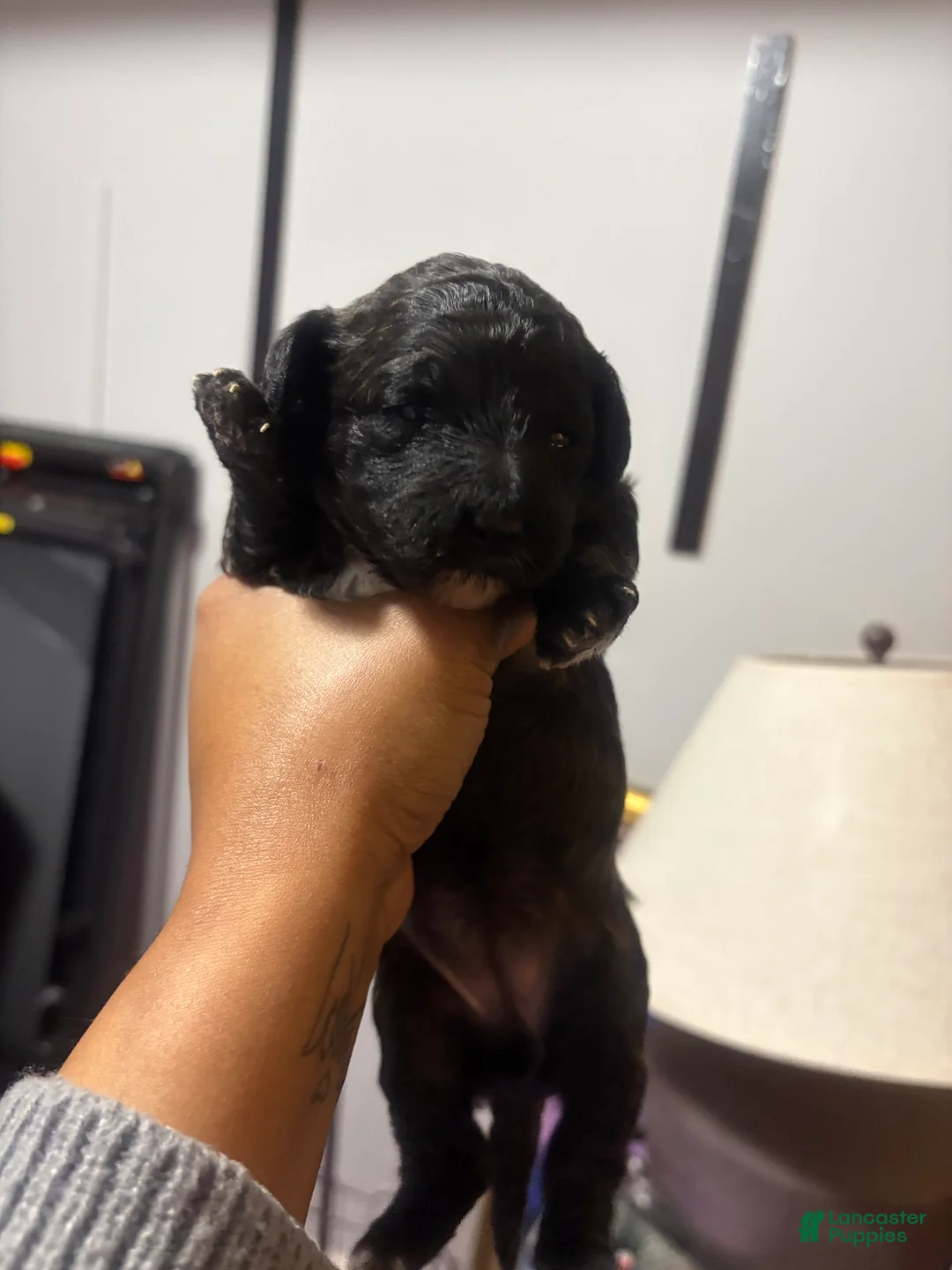 Maltipoo dogs for sale: Maltipoo Puppy 2 - Ad 2