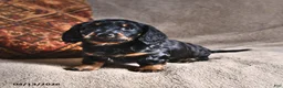 Miniature Dachshund dogs for sale: Dawn - Ad 1