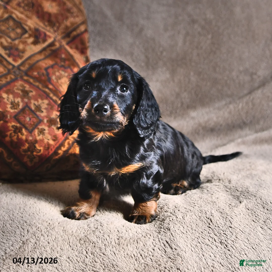 Miniature Dachshund dogs for sale: Dawn - Ad 1